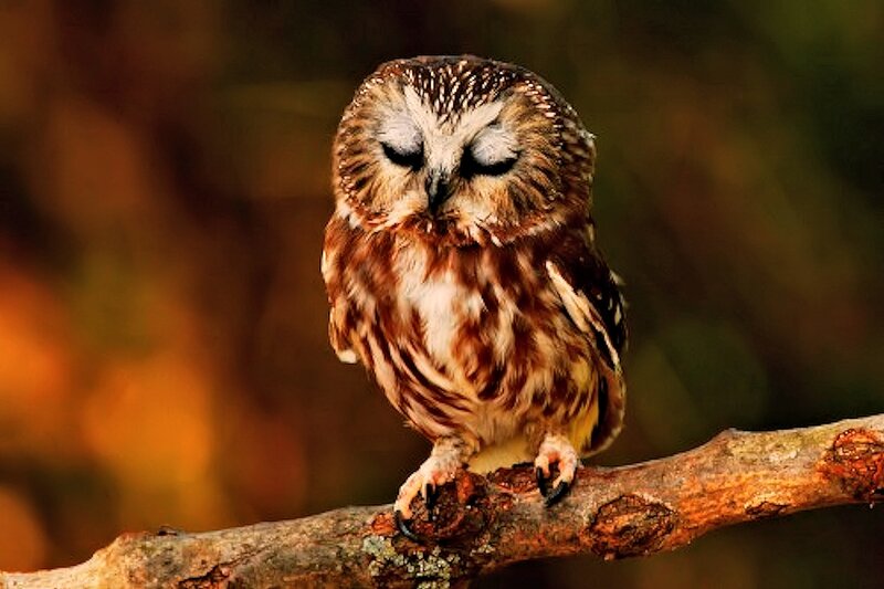 Sleeping Owl on Branch