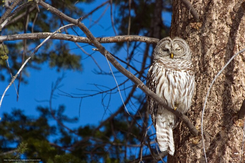 Sleeping owl on tree branch