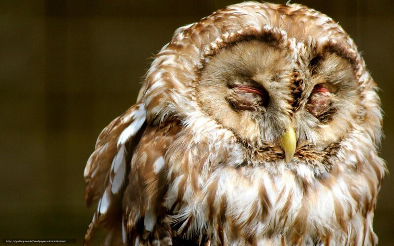 Sleeping Owl