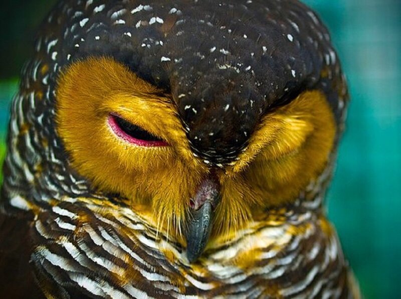 Sleeping Owl with Yellow Face