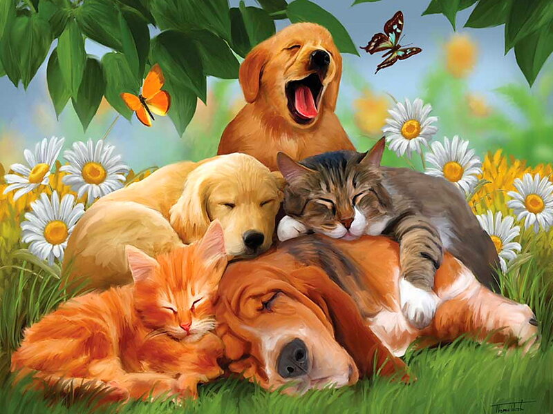 Sleeping Pets in Field — Green, Peaceful