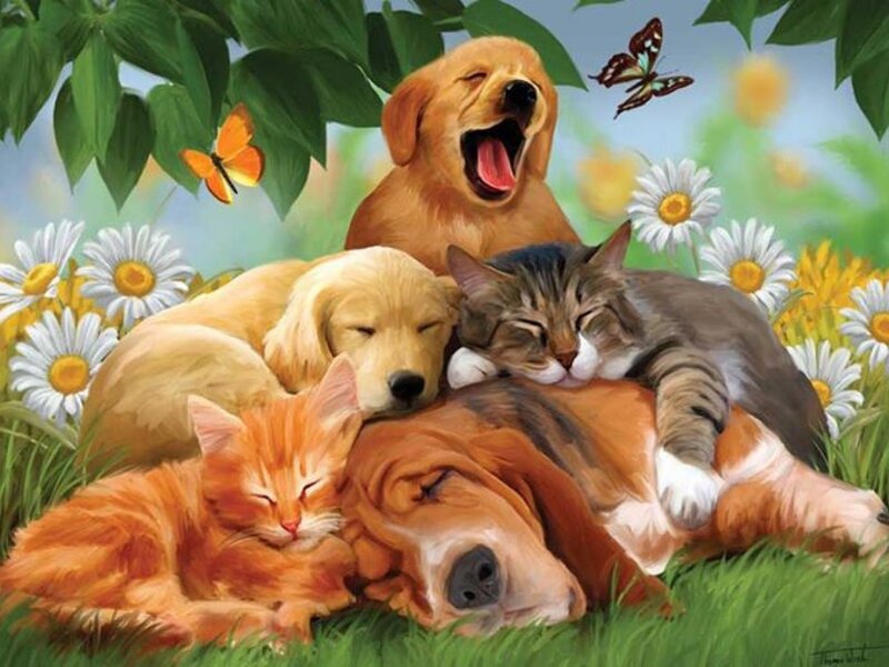 Sleeping Pets in Field — Green