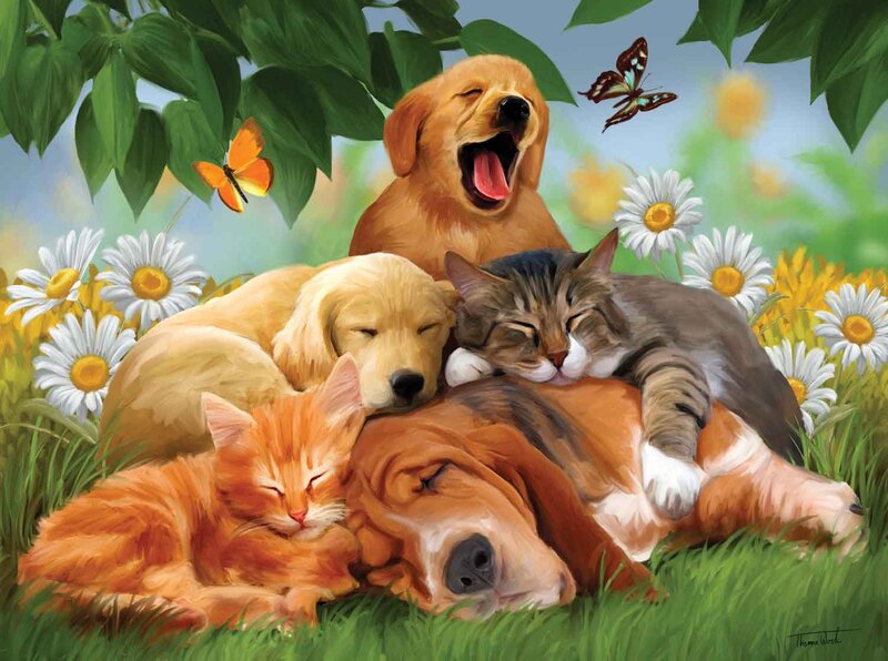 Sleeping Pets in Grass
