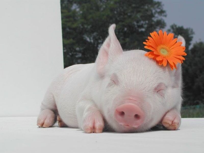 Sleeping Piglet with Flower