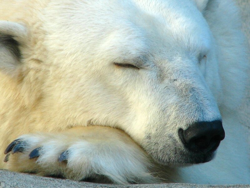 Sleeping polar bear