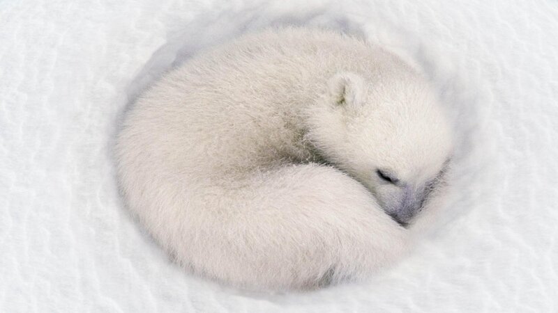 Sleeping polar bear cub