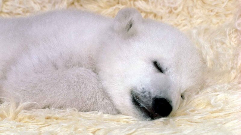 sleeping polar bear cub