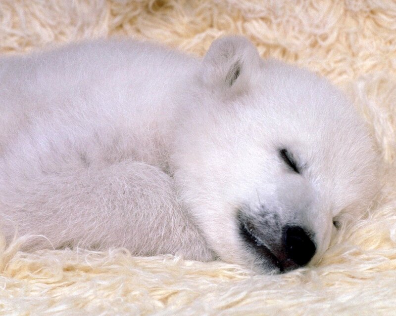 Sleeping polar bear cub