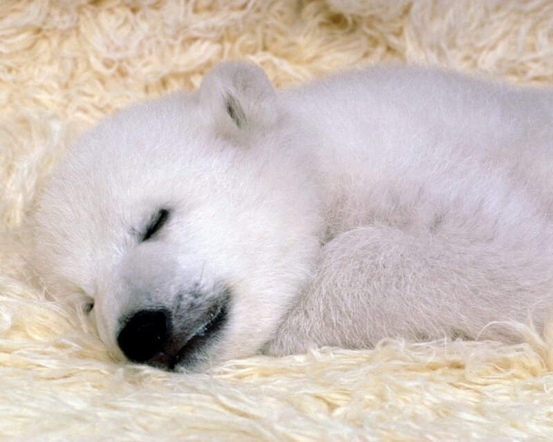 Sleeping polar bear cub