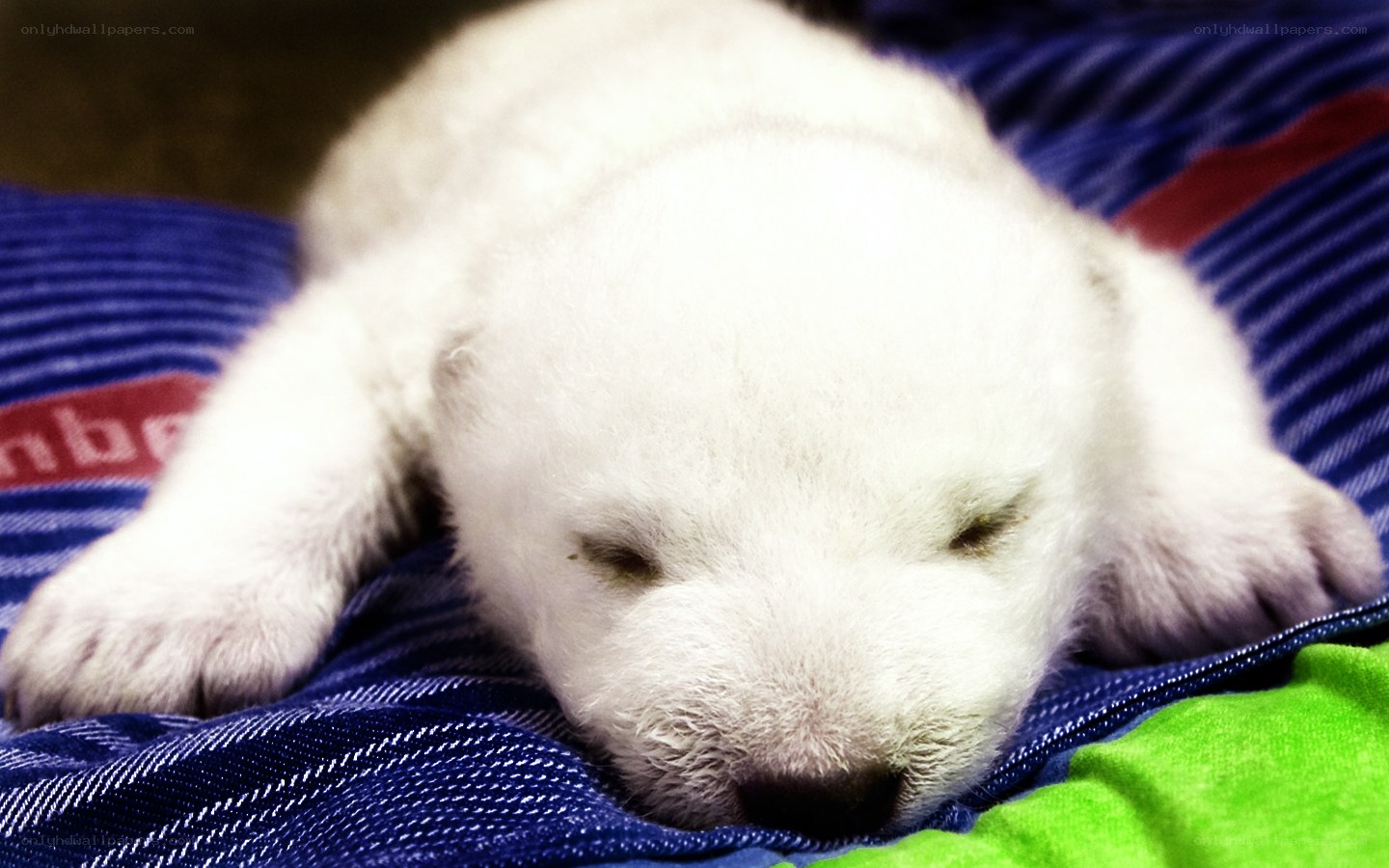 Sleeping polar bear cub