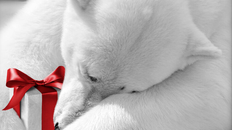Sleeping Polar Bear — White