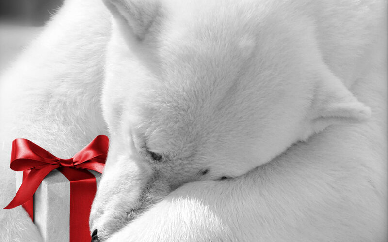 sleeping polar bear with gift