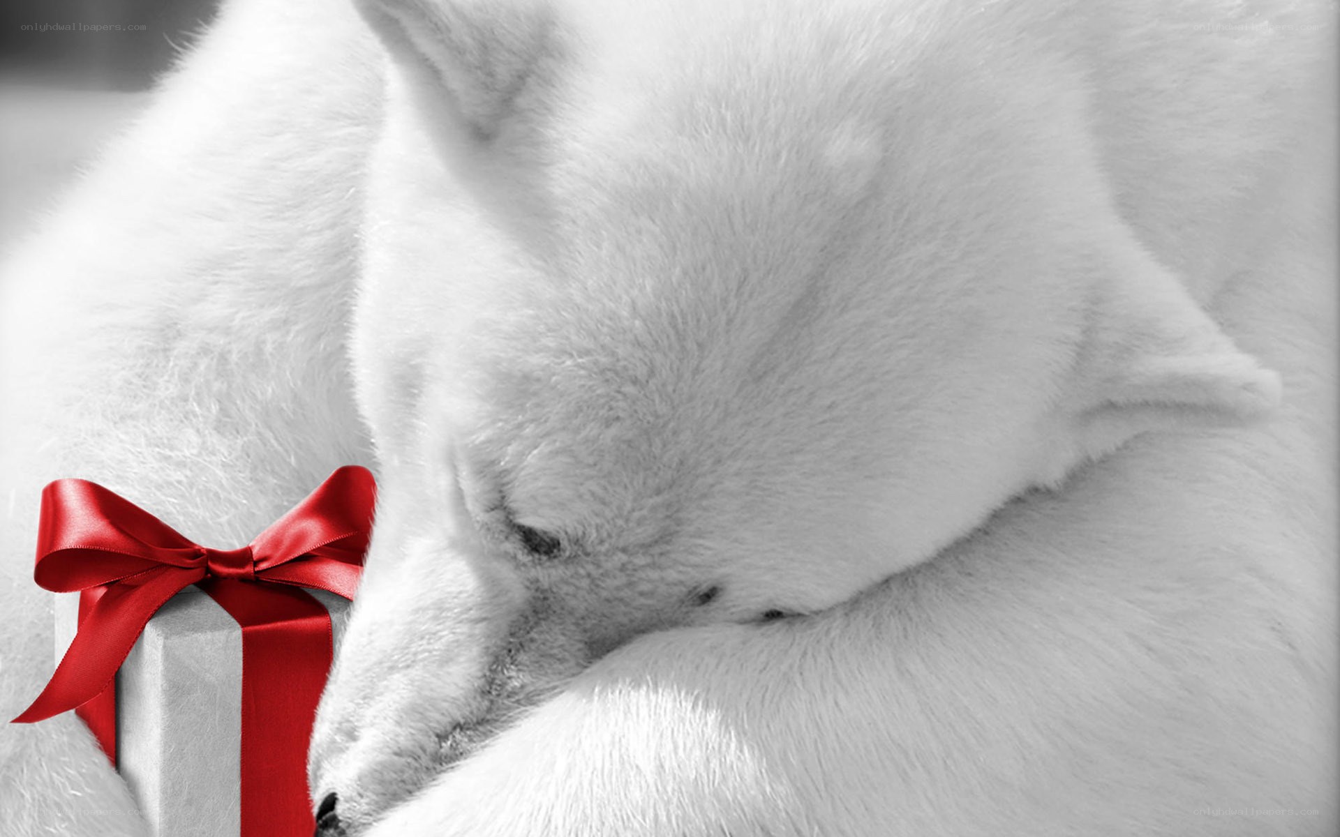 sleeping polar bear with gift
