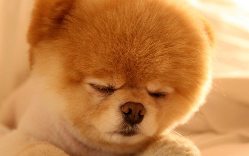 sleeping pomeranian dog