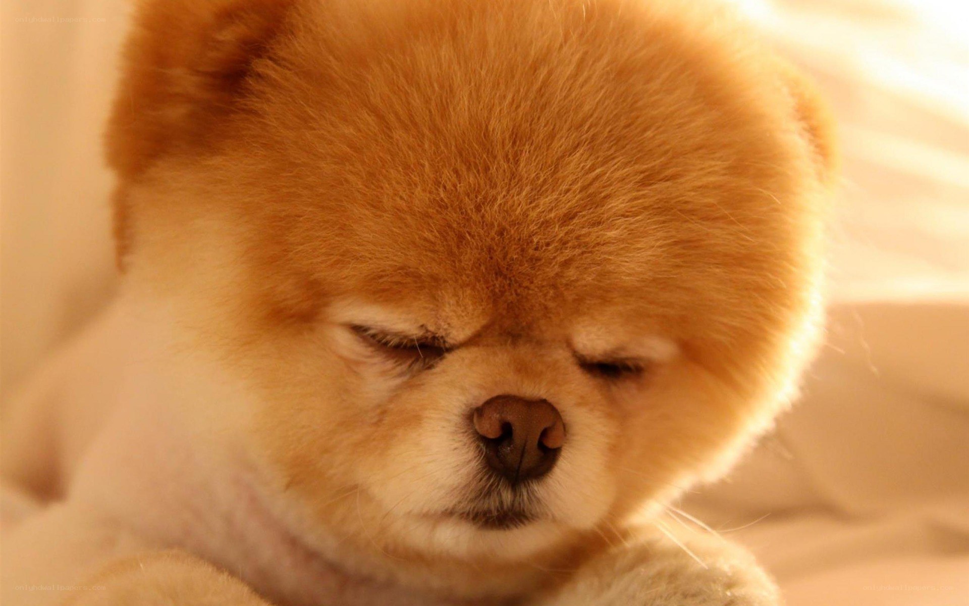 sleeping pomeranian dog