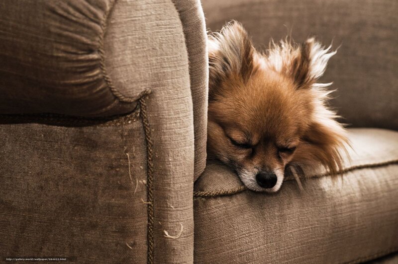 Sleeping Pomeranian Dog — Brown