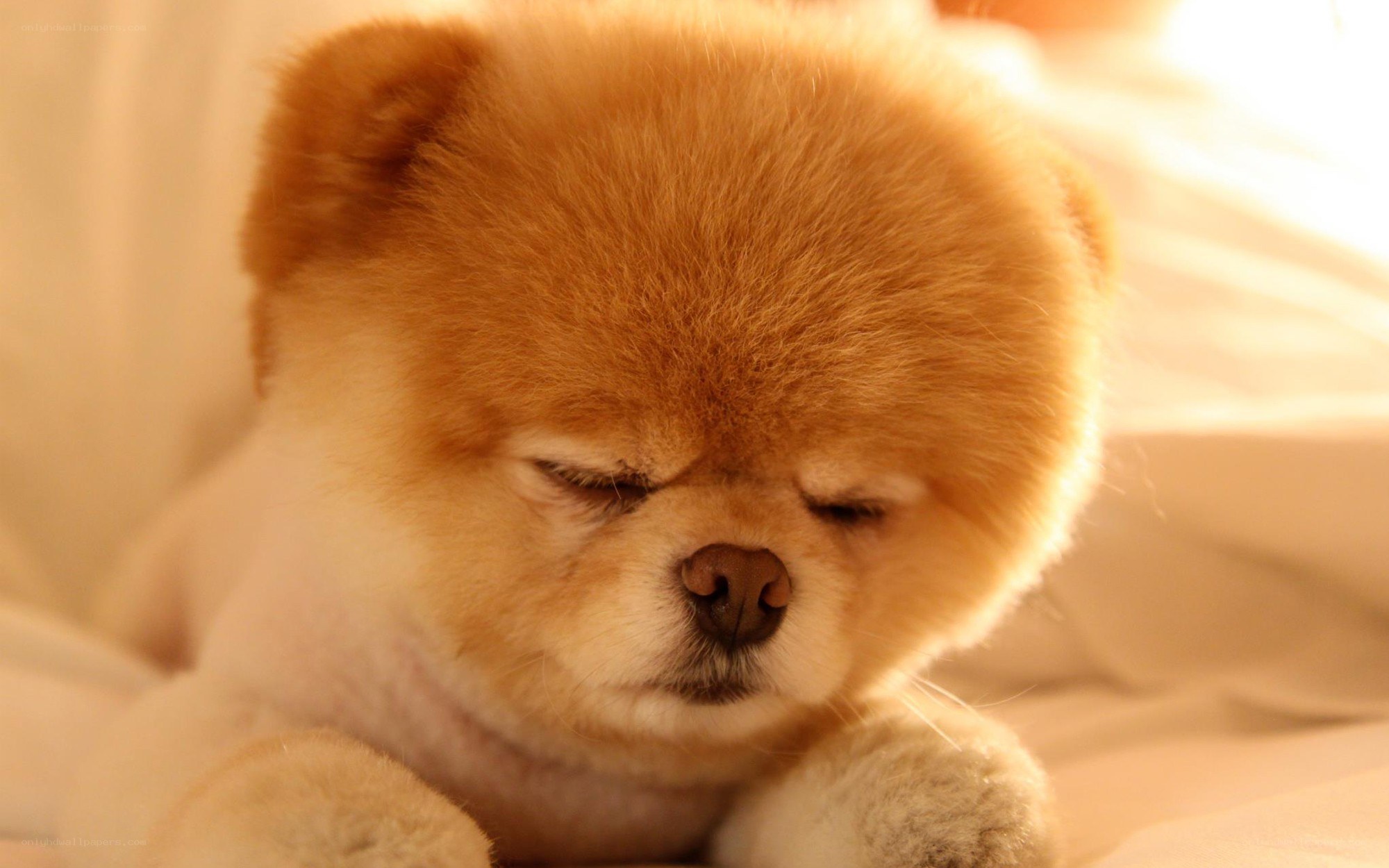 sleeping pomeranian dog