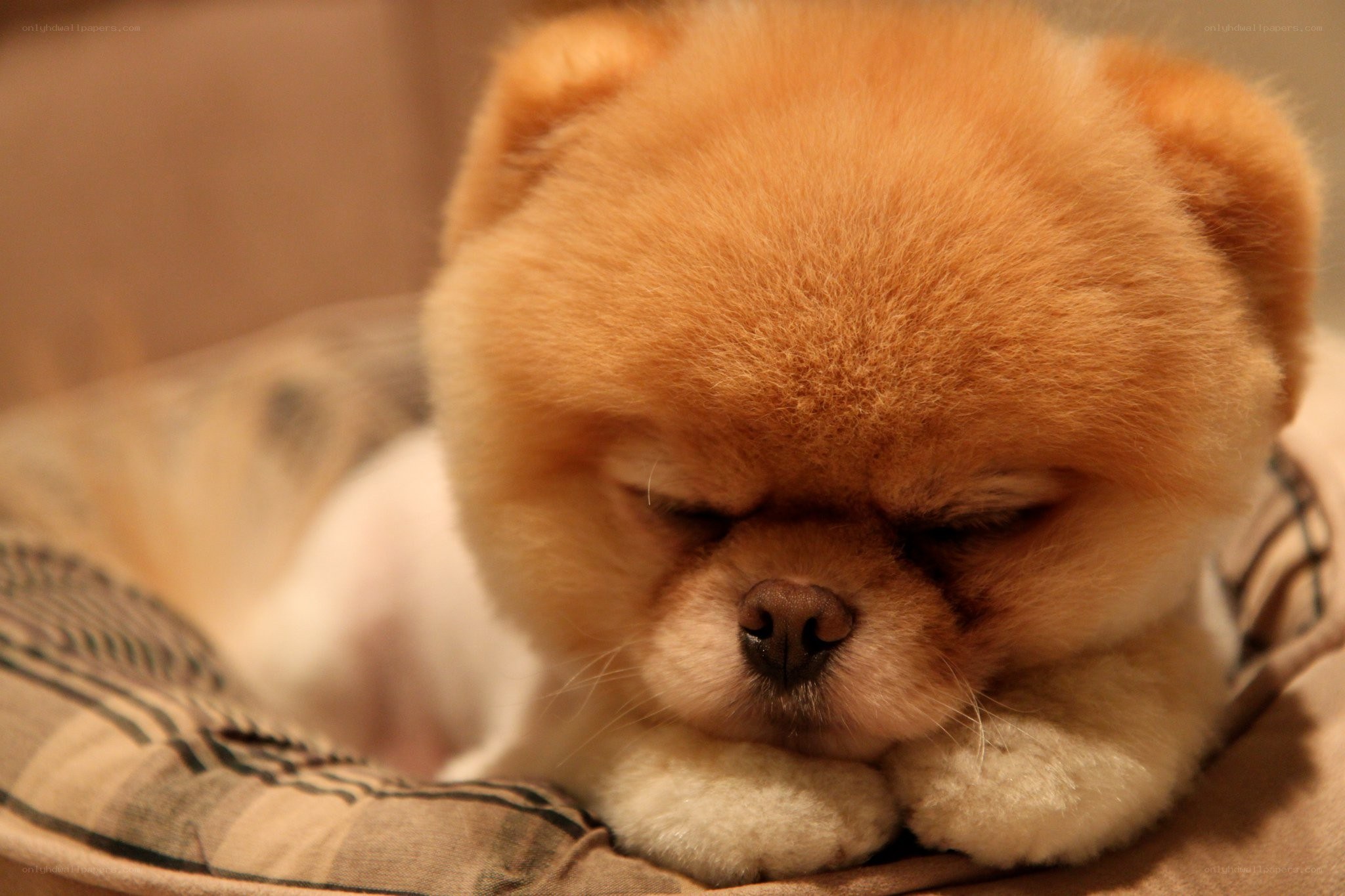 sleeping pomeranian puppy