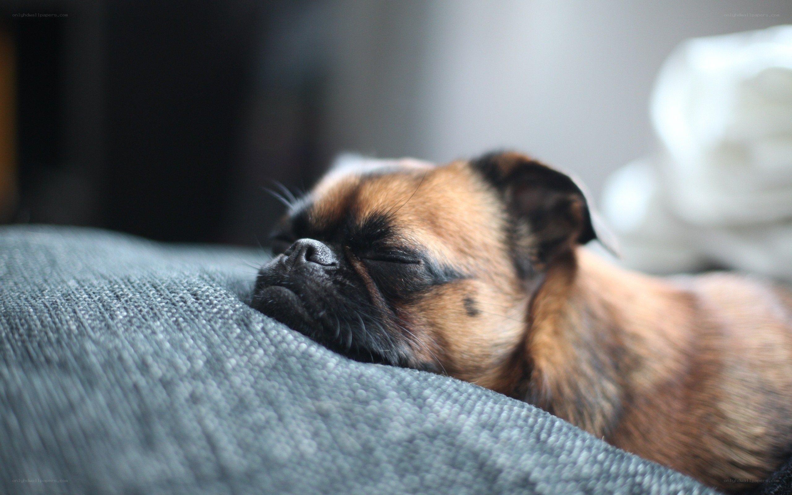 sleeping pug dog