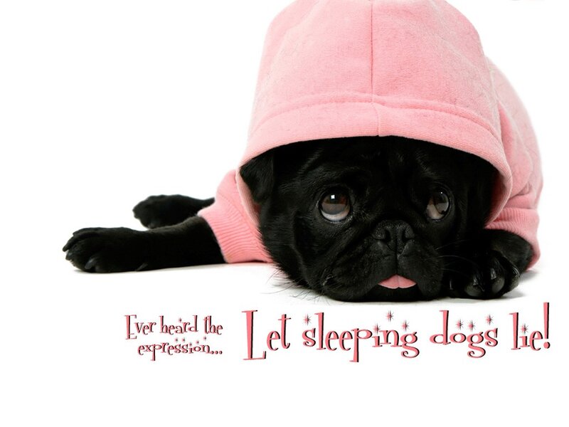 sleeping pug in pink hoodie