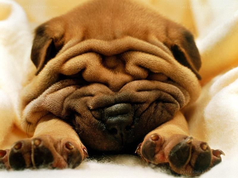 sleeping pug puppy