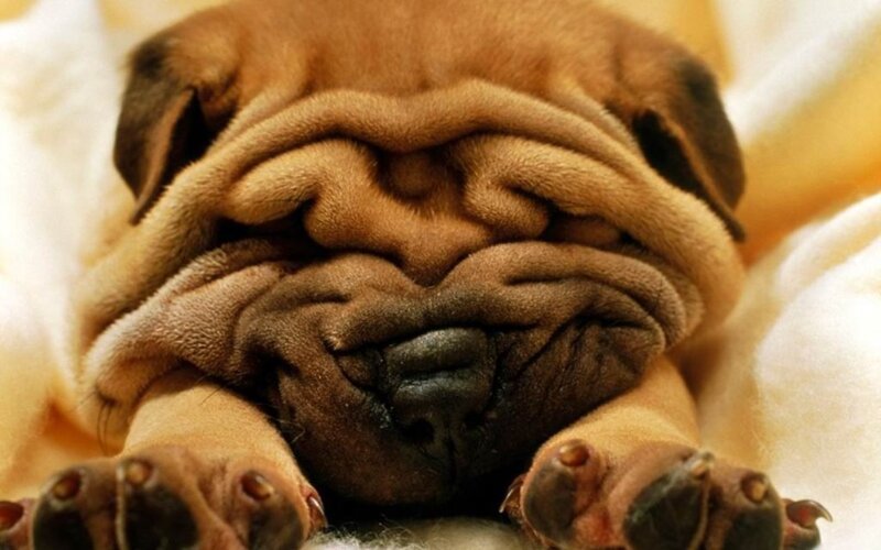 sleeping pug puppy