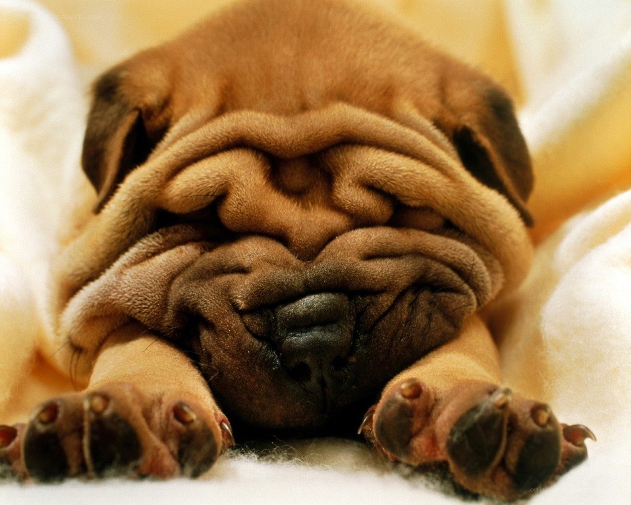 sleeping pug puppy