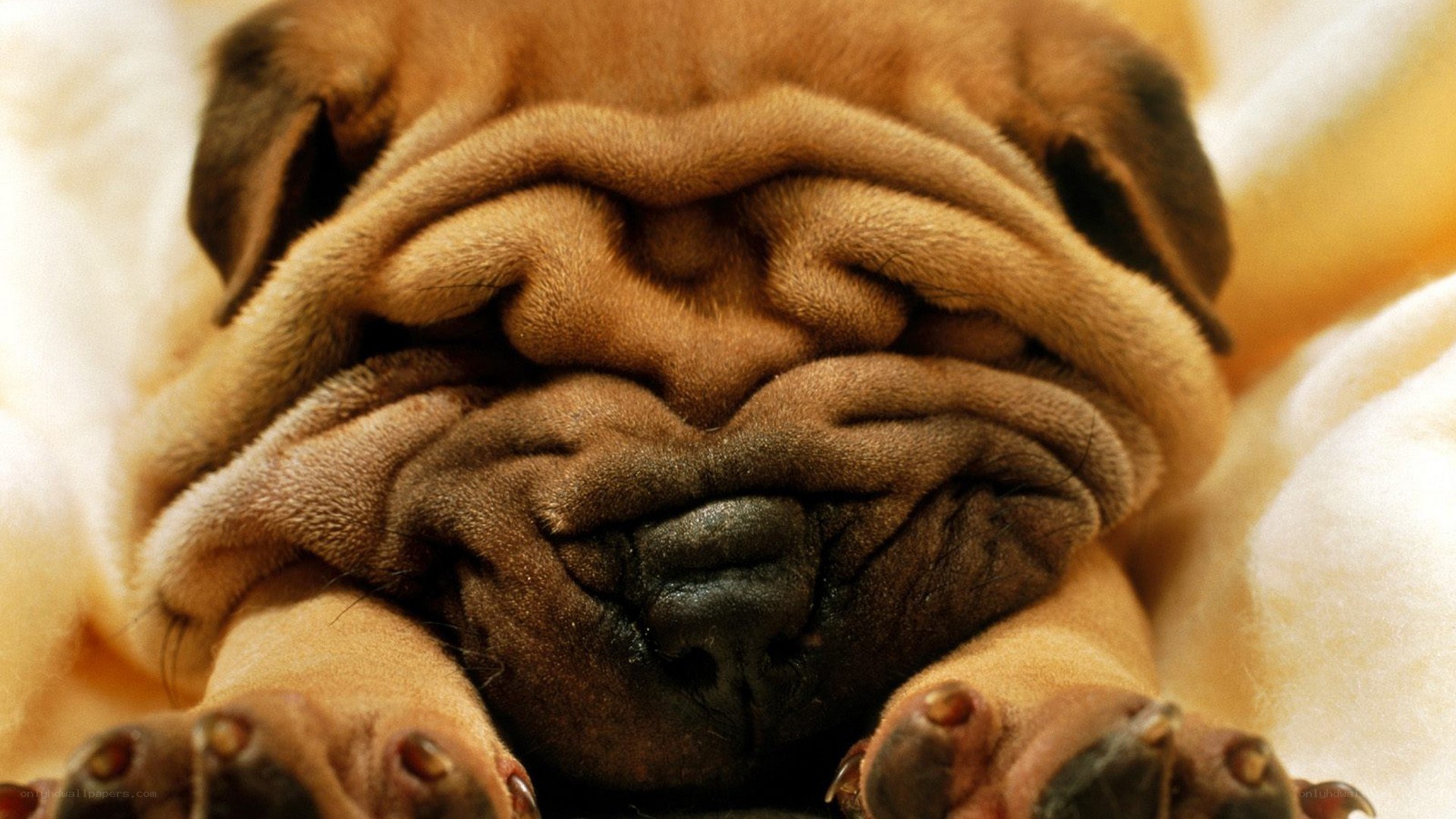 sleeping pug puppy