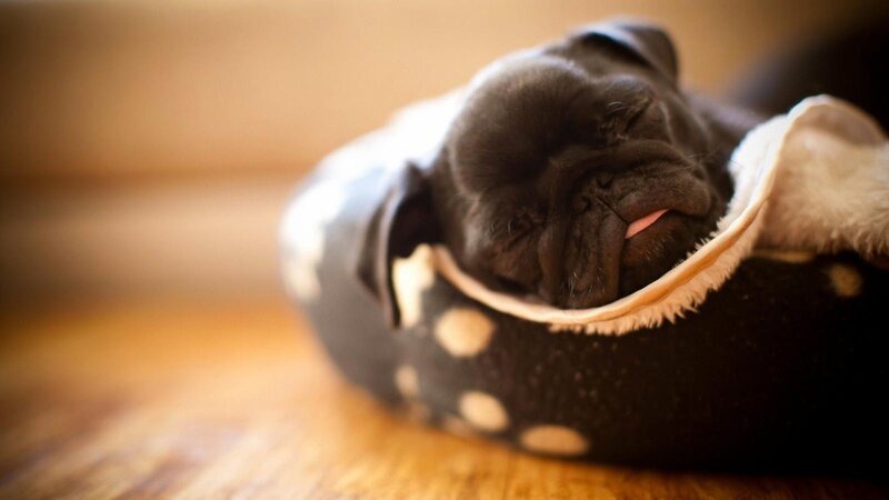 Sleeping pug puppy