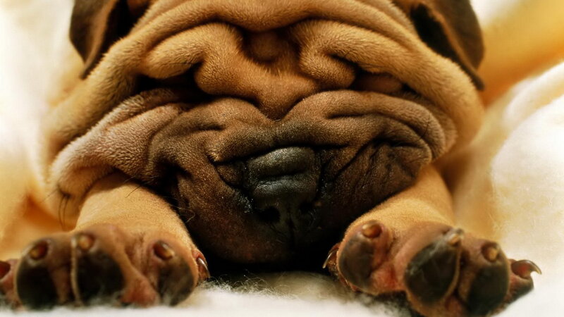 Sleeping Pug Puppy — Brown, Peaceful