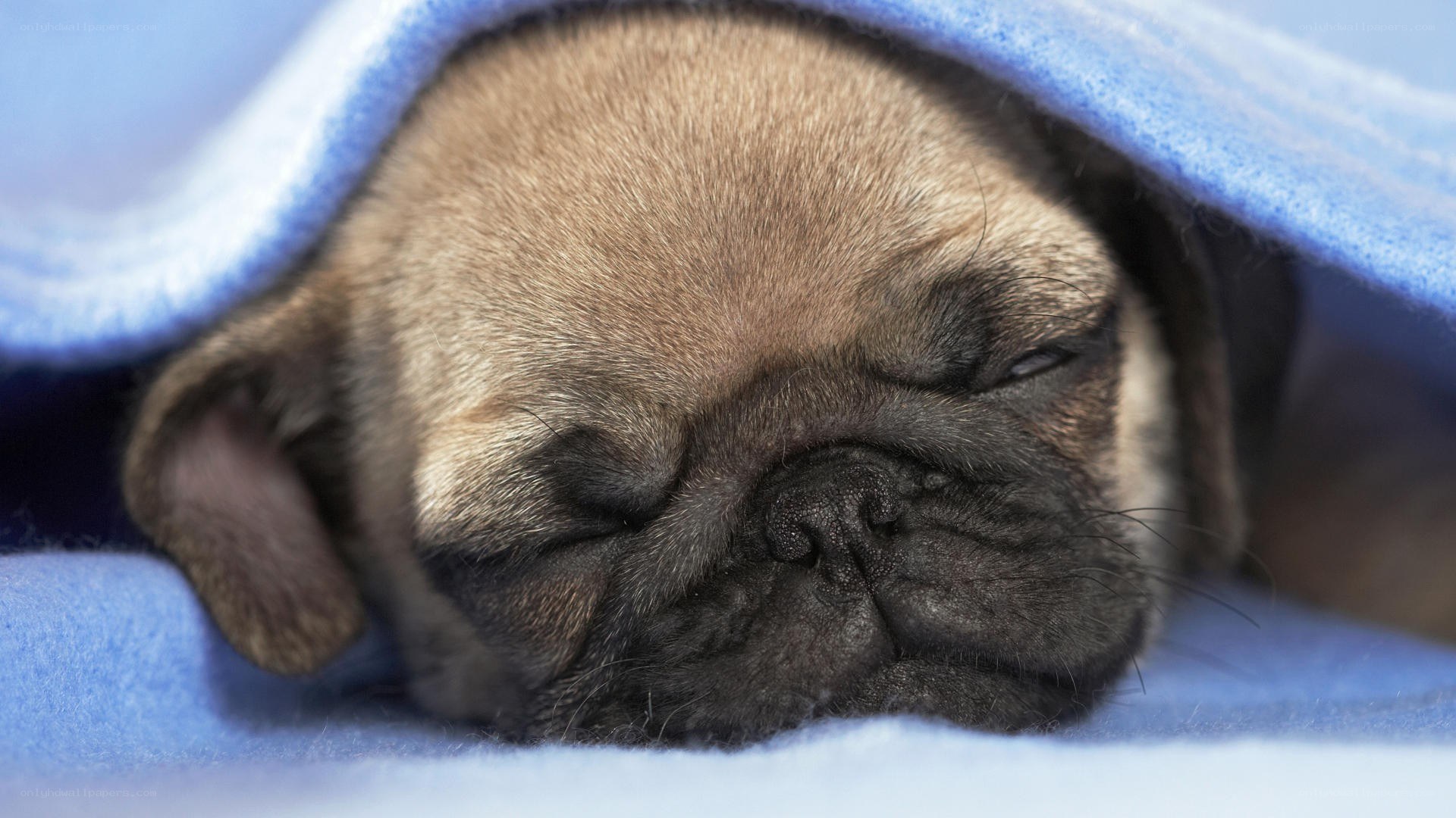 sleeping pug puppy under blanket