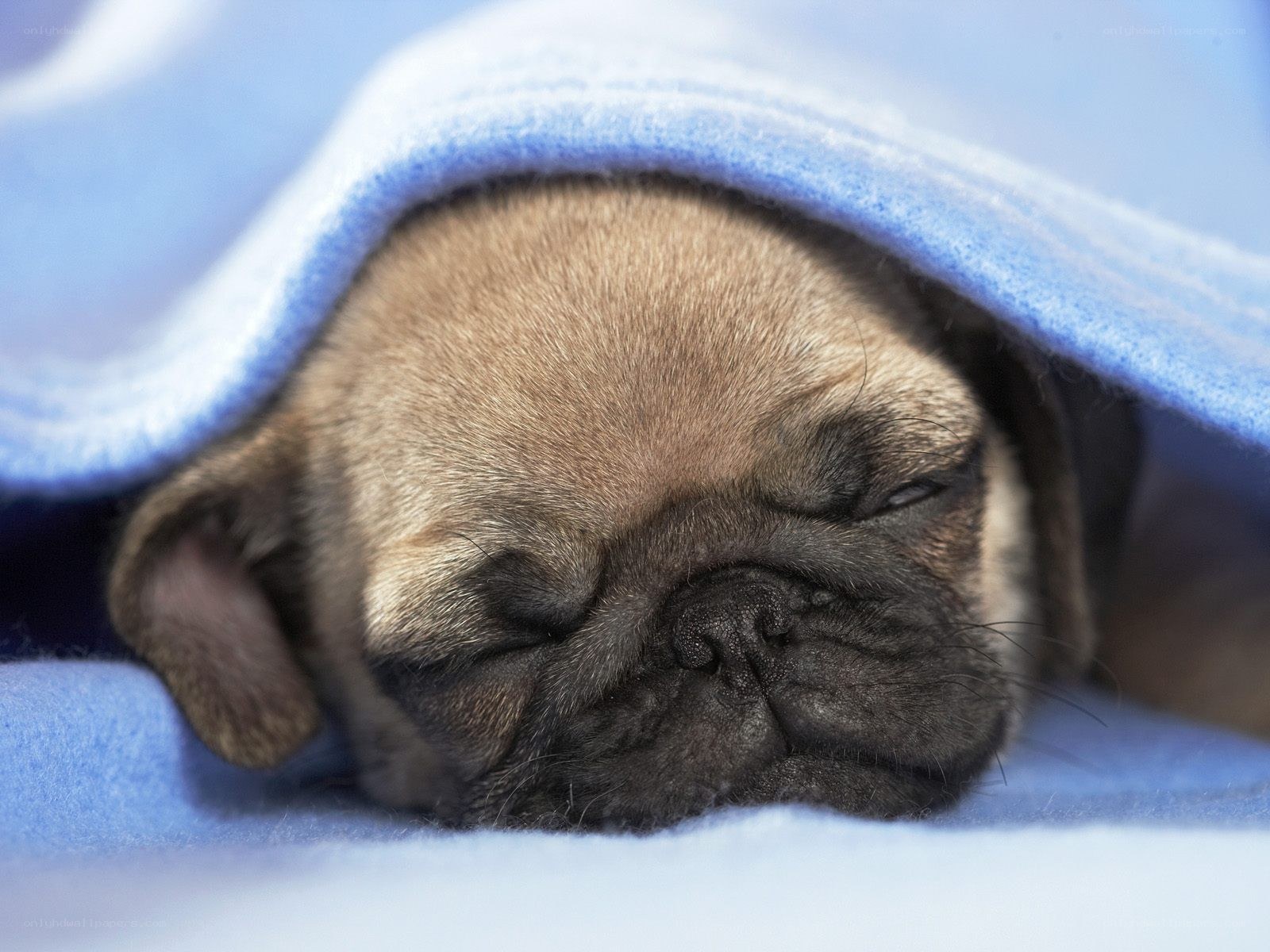 sleeping pug puppy under blanket