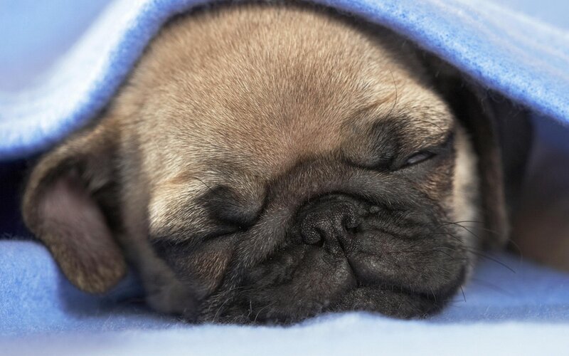 sleeping pug puppy under blanket