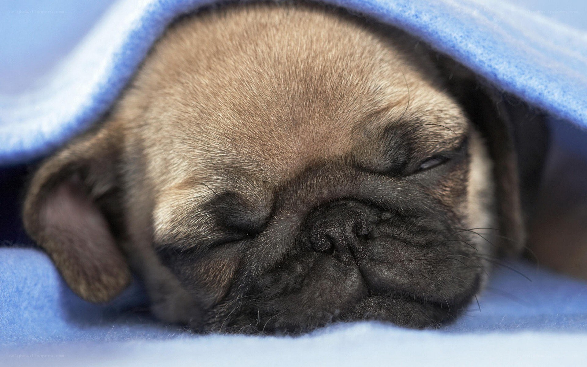 sleeping pug puppy under blanket
