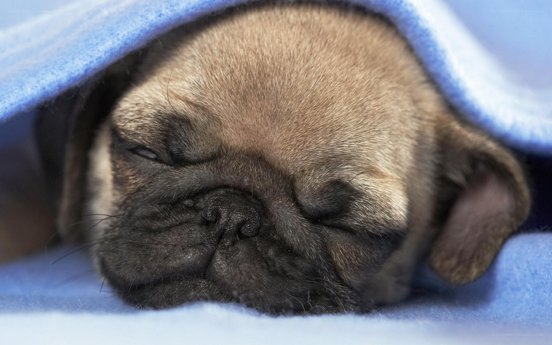 sleeping pug puppy under blanket
