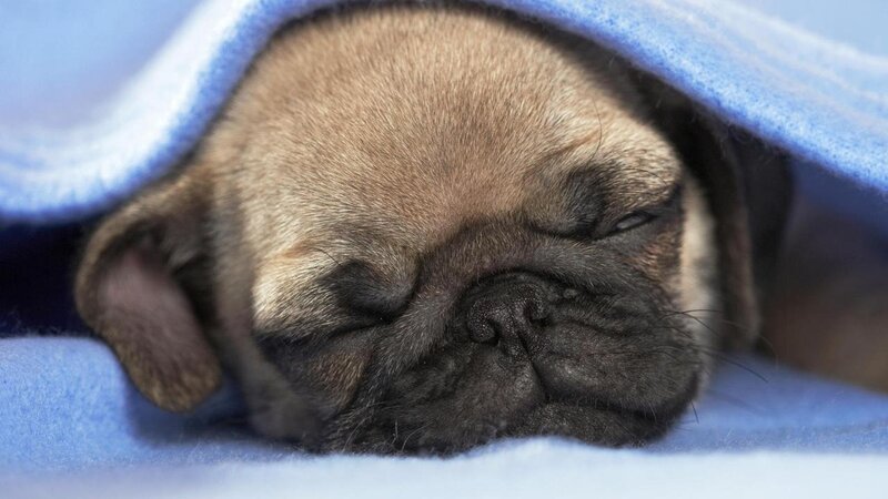 sleeping pug puppy under blanket