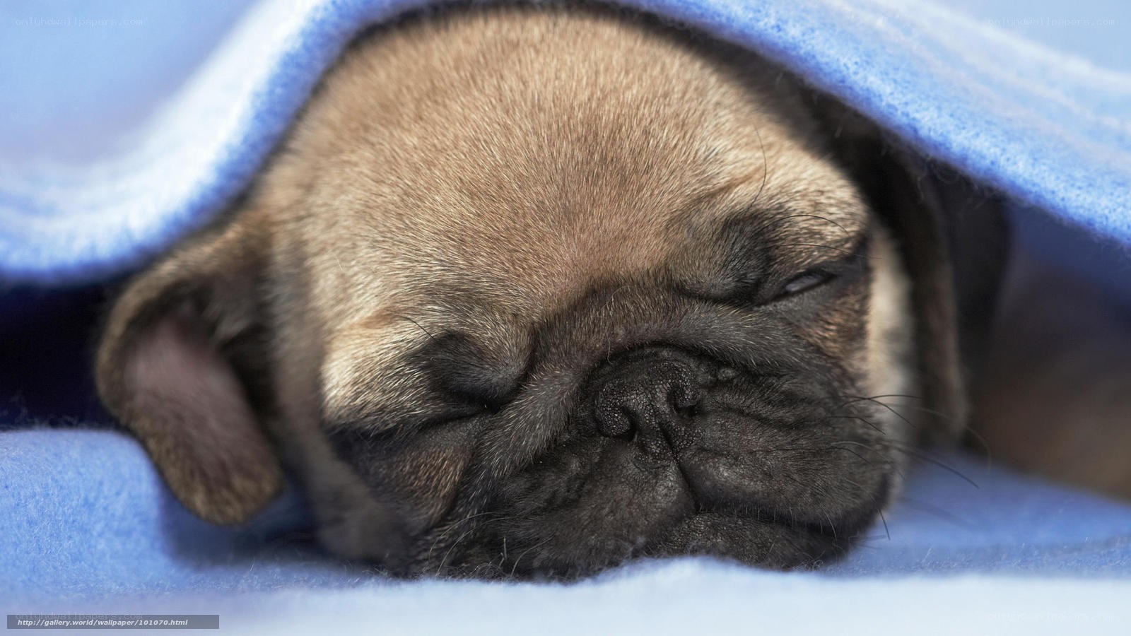 sleeping pug puppy under blanket