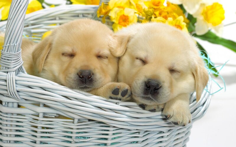 Sleeping puppies in a basket