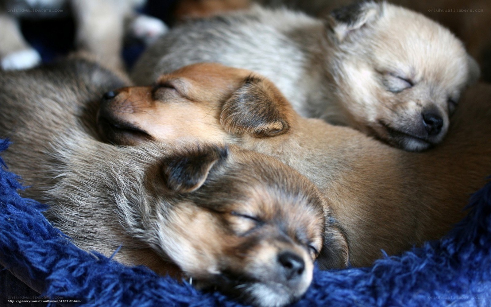 Sleeping puppies in a bed