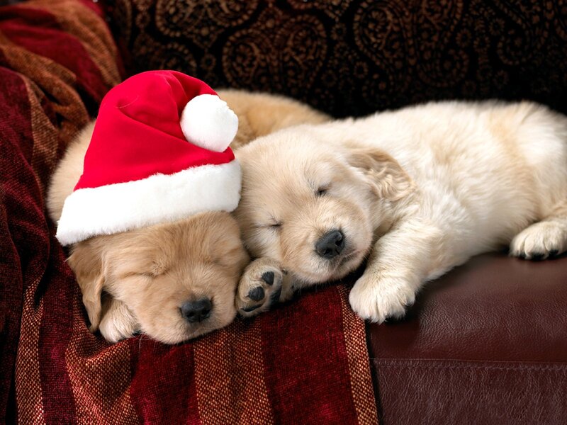 Sleeping puppies in Santa hats