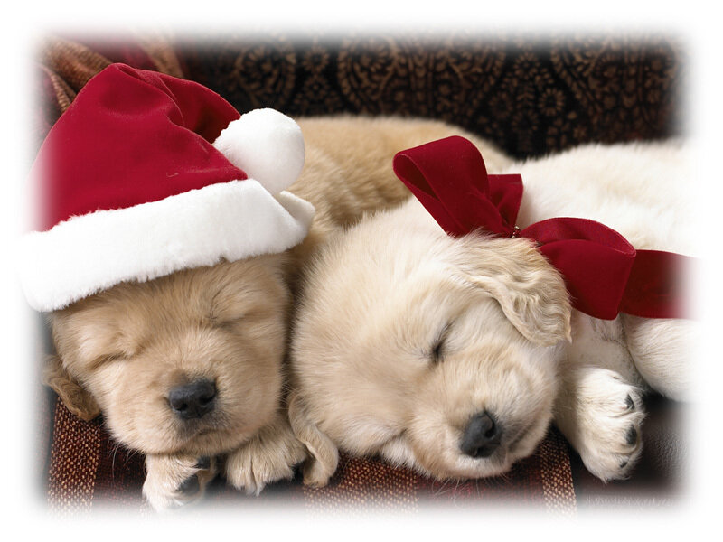 Sleeping puppies in Santa hats