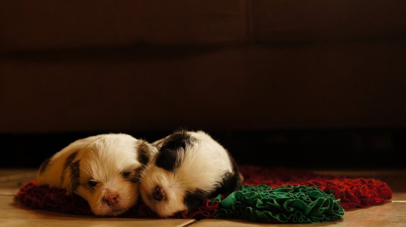 Sleeping puppies on a blanket