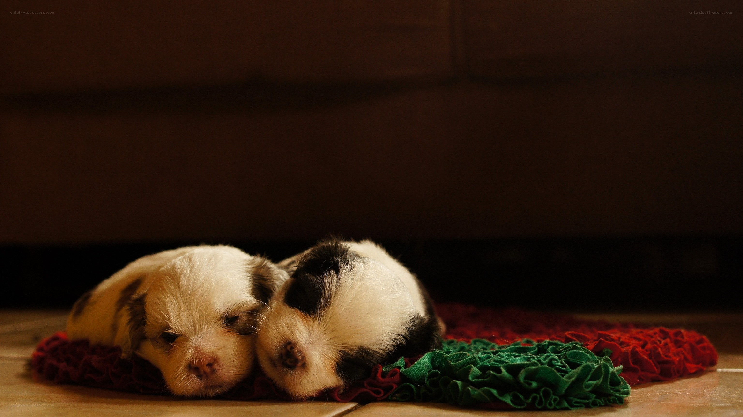 Sleeping puppies on a blanket