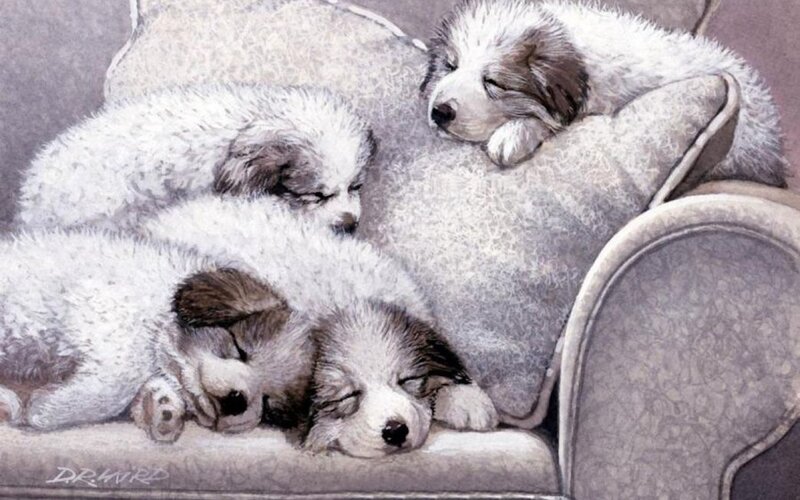 Sleeping Puppies on Couch