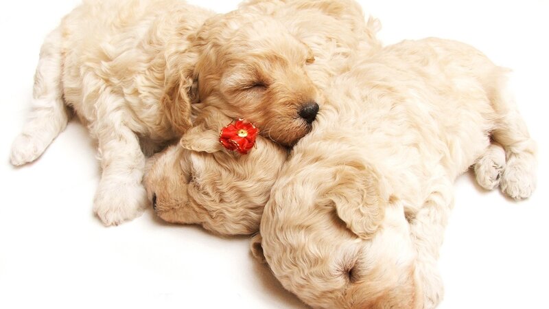 Sleeping puppies with flower