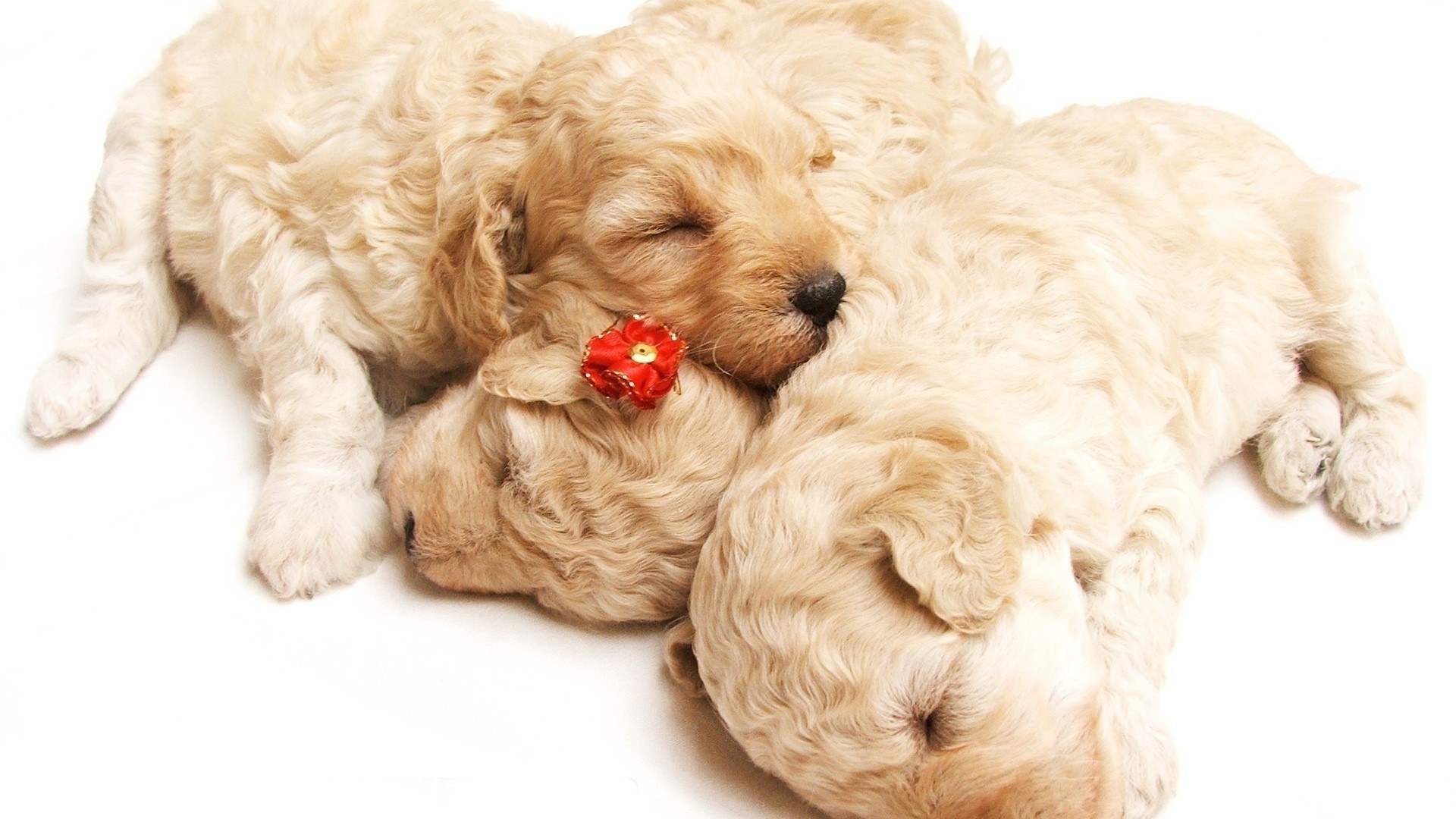 Sleeping puppies with flower