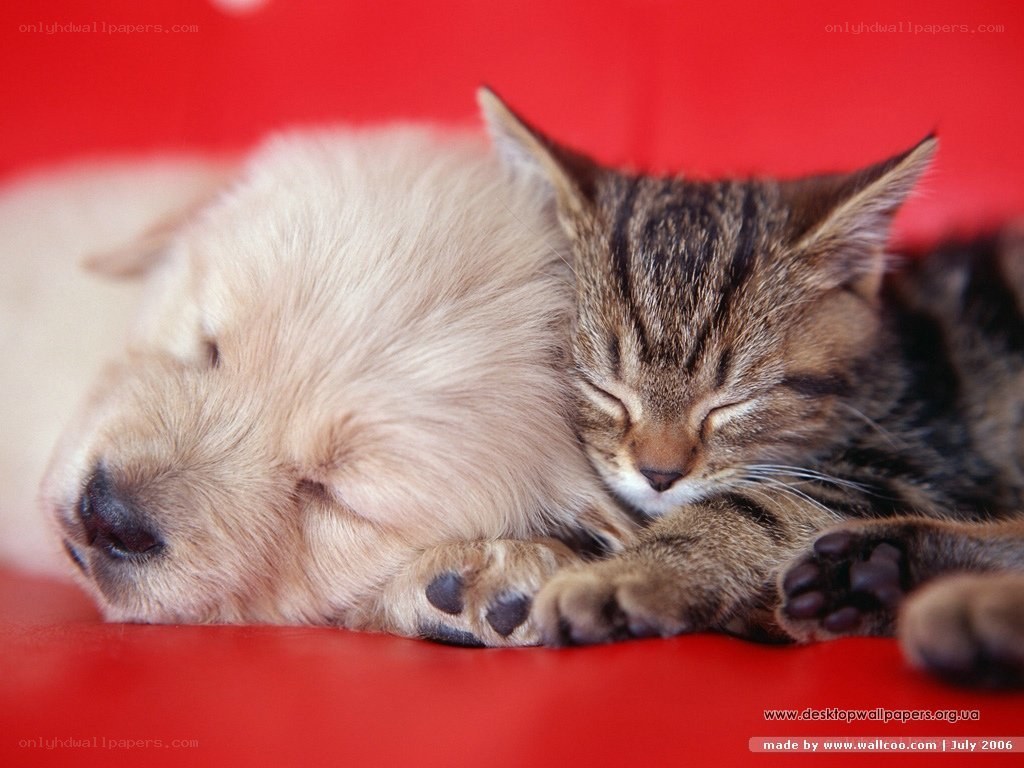 Sleeping puppy and kitten