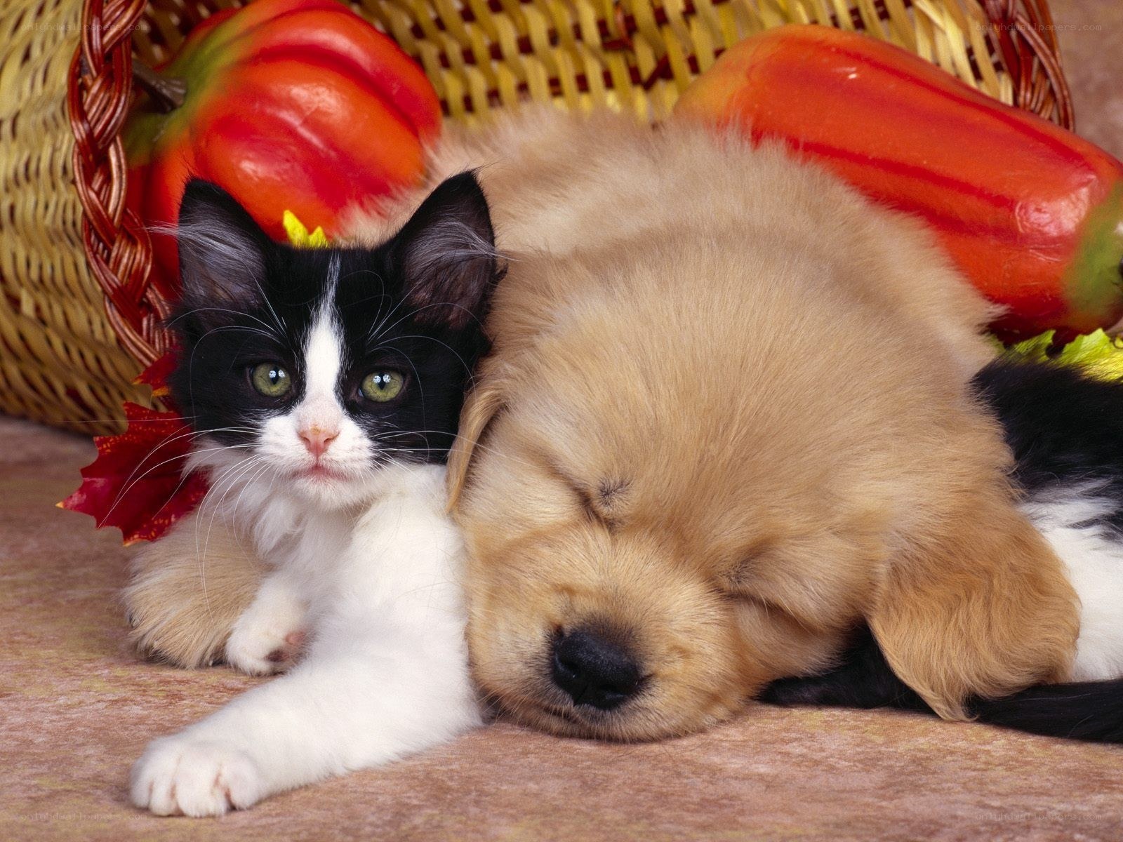 Sleeping puppy and kitten together