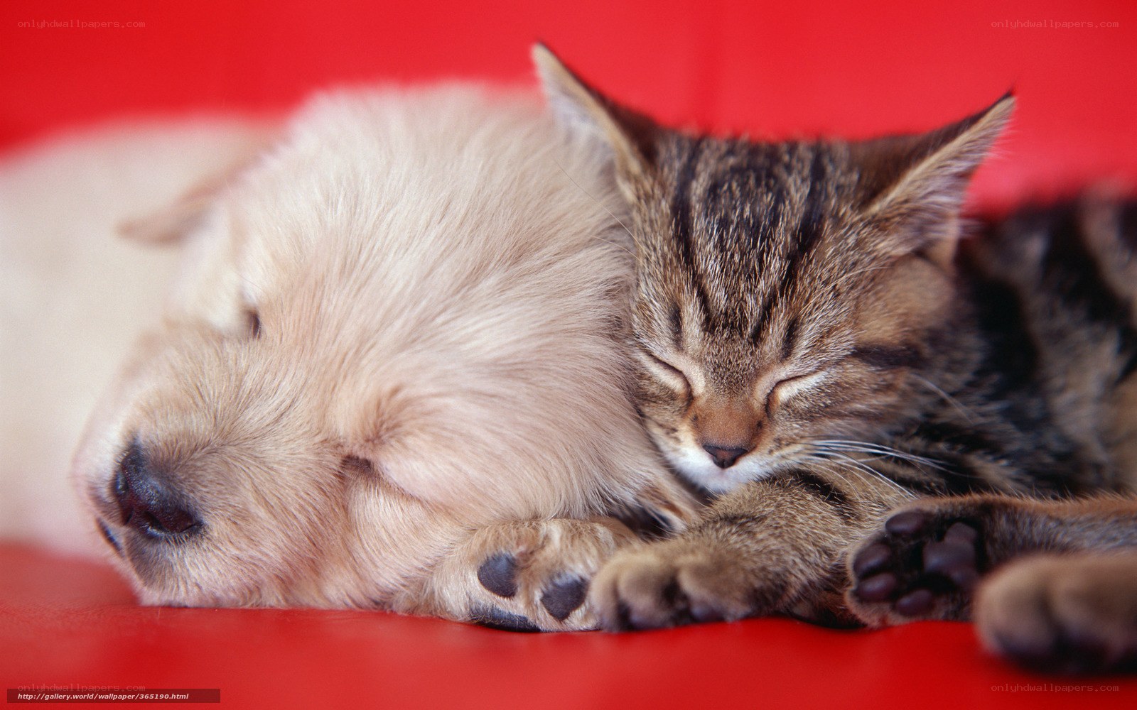 Sleeping puppy and kitten