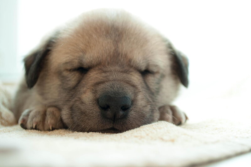 Sleeping Puppy — Beige